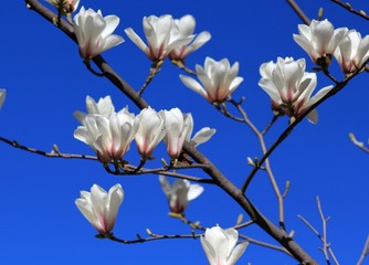 Magnolia flowers against the sky