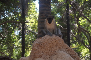 Meerkatzen / Affen Gambia