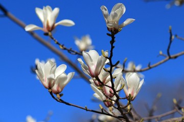 Magnolia flowers against the sky