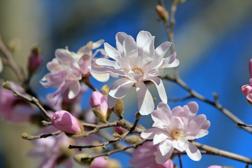 Magnolia flowers against the sky
