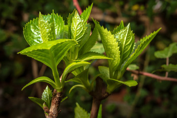 Sprout on brach of hydrangea