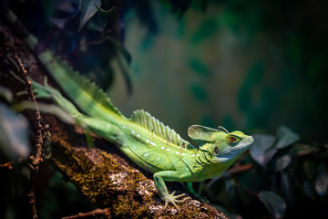 Green reptile in Frankfurt Zoo