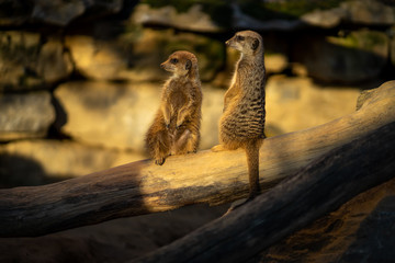 Two Meercats in Frankfurt zoo