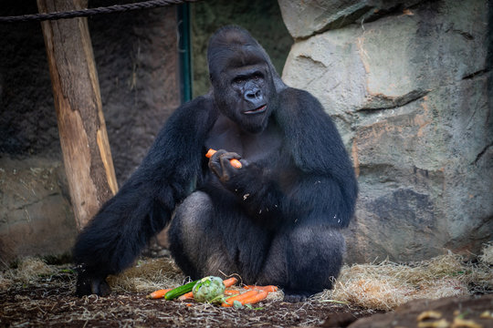 Male gorilla with food in Frankfurt Zoo