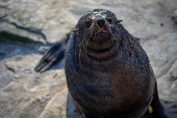 A large seal in Frankfurt Zoo