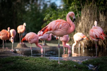 Fototapeten Flamingos im Zoo Frankfurt © Pierre