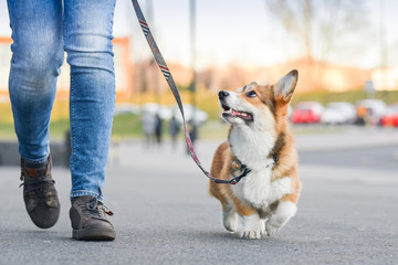 Welsh corgi pembroke dog walking nicely on a leash with an owner during a walk in the city - obrazy, fototapety, plakaty