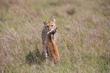 Cheetah with prey