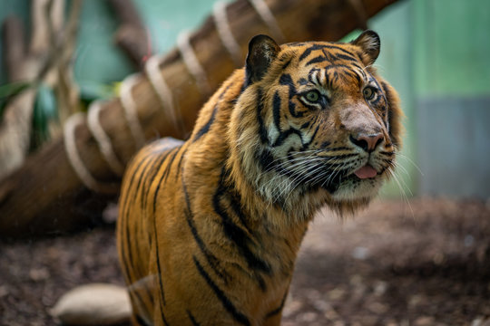 Close-up of tiger in Frankfurt Zoo