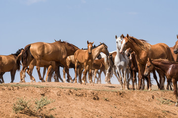 Horses at a watering place drink water and bathe during strong heat and drought. Kalmykia region, Russia.