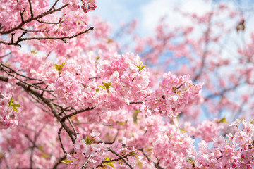 Beautiful Cherry Blossom in Matsuda , Japan