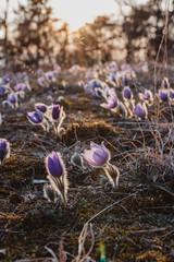spring purple pasqueflower