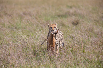 Cheetah with prey