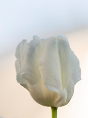 beautiful white tulip on a light background