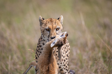Cheetah with prey