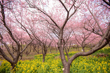 Beautiful Cherry Blossom in Matsuda , Japan