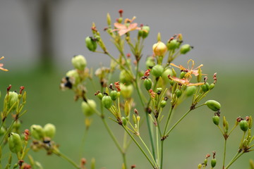 Plantinha