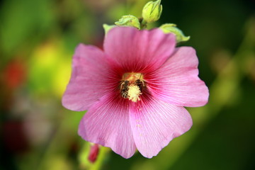 Fototapeta premium Bee in flower