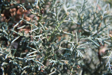conifers