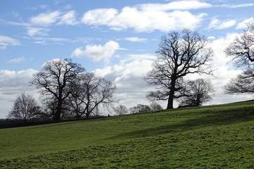 Cloudy blue skies and trees