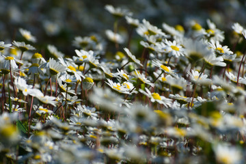 Chamomile field on a sunny day