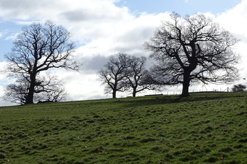 Cloudy blue skies and trees