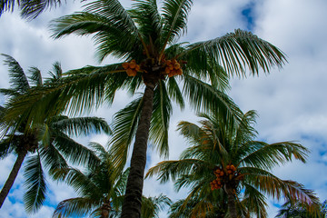 Fototapeta na wymiar Low Angle view of Palm Trees against blue sky in Tulum, Mexico 