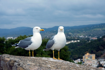 Two large Mediterranean gulls (Larus michahellis) stand on the stone wall of the old fortress against the backdrop of the mountains. Spanish city of Malaga, Andolusia. It's a nasty day.