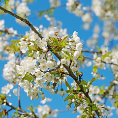 Kirschblüten im Frühling