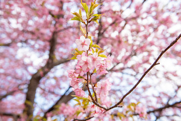 Beautiful Cherry Blossom in Matsuda , Japan