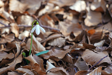 bucaneve tra le foglie secche 