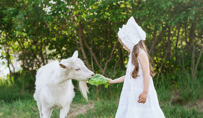 A shepherd girl in a white dress and bonnet feeds a goat with cabbage leaves. Child feeding goat in spring field