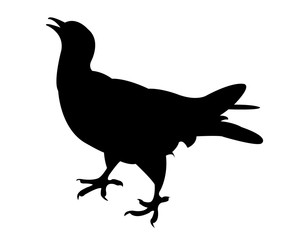 a pigeon body silhouette vector
