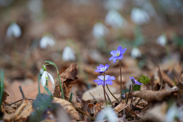 i colori della natura
