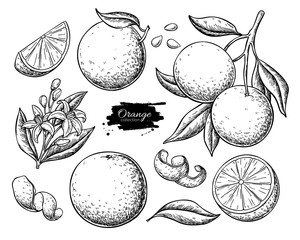 Orange fruit vector drawing set. Summer food engraved  illustration. - 256049993