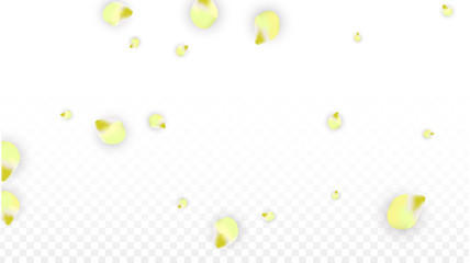 Vector Realistic Pink Petals Falling on Transparent Background.  Spring Romantic Flowers Illustration. Flying Petals. Sakura Spa Design. Blossom Confetti.