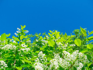 Blossoming bird cherry tree. Russian nature. Natural background spring day