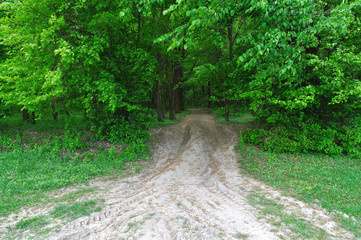 the road leading to the forest
