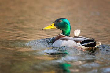 Mallard