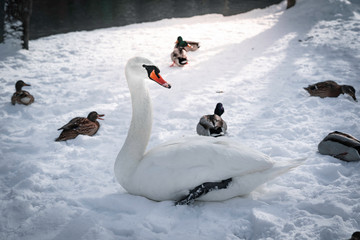  beautiful white swan resting in the snow near a lake. majestic Cygnus in a snowy landscape during winter