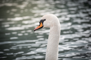 head portrait of a beautiful white swan with water on the background