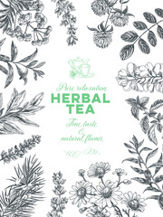 Vector hand drawn tea herb Illustration.
