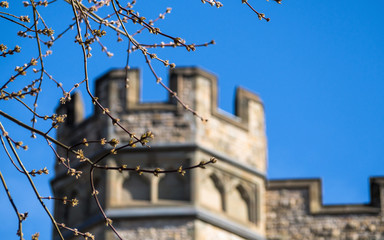 Blooming in the spring