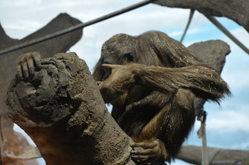Close up of an orangutan