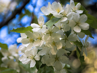 The cherry blossom season in Ottawa, Canada