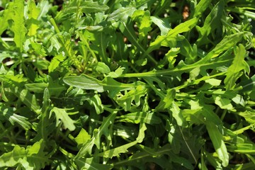 Rucola