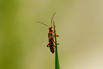 Insect