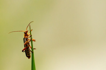 Insect