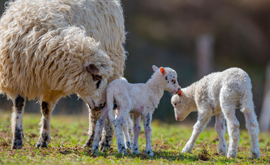cute newborn lambs and their mother © Vera Kuttelvaserova