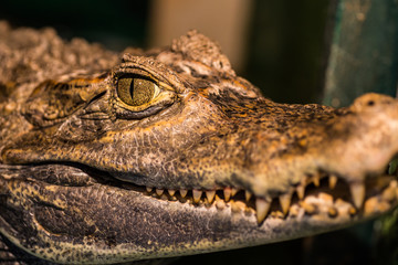 Fototapeta premium Alligator or crocodile concept. Eye of alligator and teeth on head. Crocodile is dangerous animals and large aquatic reptiles